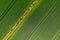 Aerial view Geometrical top view of green wheat corn field. Flying view of green corn seedlings. Corn tops in pattern