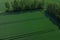 Aerial view Geometrical top view of green wheat corn field. Flying view of green corn seedlings. Corn tops in pattern