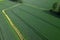 Aerial view Geometrical top view of green wheat corn field. Flying view of green corn seedlings. Corn tops in pattern