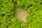 Aerial view of a glade meadow in a green forest