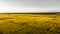 aerial view of golden orange rice fields