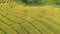 Aerial view golden step rice paddy field in Chiangmai, Thailand.