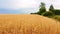 Aerial view of golden wheat field. Drone flies over ripe ears of wheat.