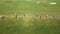 Aerial View of Golfers on Pristine Course, Golfers enjoying a sunny day on a vibrant green golf course.