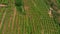 Aerial view of grape fields, flying at vineyards in the mountains of northern Italy. Summer day. Concept of production of mountain