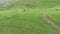 Aerial view of grazing cows, livestock in a green meadow, pasture