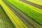 Aerial view of green agricultural fields in spring with fresh vegetation after seeding season on a warm sunny day