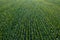 Aerial view of green corn crops field