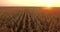 Aerial view of green corn land. Countryside from above. Plant in growth. Slow motion video. Golden hour, sunset.