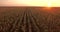 Aerial view of green corn land. Countryside from above. Plant in growth. Slow motion video. Golden hour, sunset.