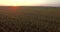 Aerial view of green corn land. Countryside from above. Plant in growth. Slow motion video. Golden hour, sunset.