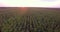 Aerial view of green corn land. Countryside from above. Plant in growth. Slow motion video. Golden hour, sunset.