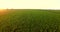 Aerial view of green corn land. Countryside from above. Plant in growth. Slow motion video. Golden hour, sunset.