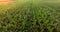 Aerial view of green corn land. Countryside from above. Plant in growth. Slow motion video. Golden hour, sunset.