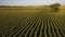 Aerial view of green corn Sheaves field ready for harvest in front of blue skies