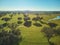 Aerial view of a green field with a lake, holm oaks and a large flock of sheep