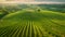 Aerial View of a Green Field With Trees and a Meandering River, An aerial perspective of an expansive vineyard, AI Generated