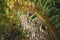 Aerial View Green Forest Deforestation Area Landscape. Top View Of Fallen Woods Trunks And Growing Forest. European