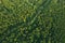 Aerial View Of Green Forest Landscape. Top View From High Attitude In Summer Evening. Small Marsh Bog In Coniferous