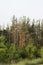 Aerial view of a green forest with several brown diseased spruce trees.