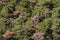 Aerial view of a green forest with several brown diseased trees