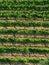 Aerial view on green grapevines in Italy