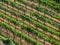 Aerial view on green grapevines in Italy