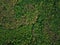 Aerial view of the green mixed deciduous-coniferous forest