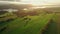 Aerial view of the green pastures with a flock of sheep at sunset in Poland