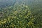 Aerial view of green pine forest with dark spruce trees. Nothern woodland scenery from above