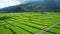 Aerial view of green rice field