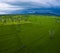 Aerial view of green rice paddy planting field in petchaburi pro