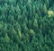 Aerial view of green spruce trees forest. Ecology nature concept background image