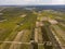 Aerial view of a green summer vineyard