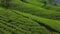 Aerial View of Green Tea Fields Landscape with Couple of Travelers in Love