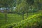 Aerial view of on a green tea plantation on hillside