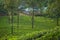 Aerial view of on a green tea plantation on hillside