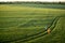 Aerial view on green wheat field with couple walking on pathway