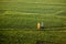 Aerial view on green wheat field with couple walking on pathway
