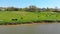 Aerial view of a group of cows chewing grass on a bright green meadow on a ranch