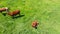 Aerial view of a group of cows chewing grass on a bright green meadow on a ranch