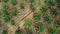 Aerial view group of cows walk in oil palm