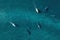 Aerial view of group of grey whale eschrichtius robustus, Baja California Mexico