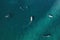 Aerial view of group of grey whale eschrichtius robustus, Baja California Mexico