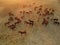 Aerial view of group of horses. Herd of young horses running, top view