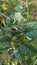 An aerial view of a group of hungry Caterpillars eating the leafs of a plant