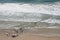 An aerial view of a group of surfers on the beach