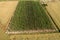 Aerial view of growing hops in a hop garden