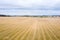 Aerial view of harvested mowed golden wheat field on bright autumn day