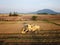 Aerial view harvester in rice paddy field.